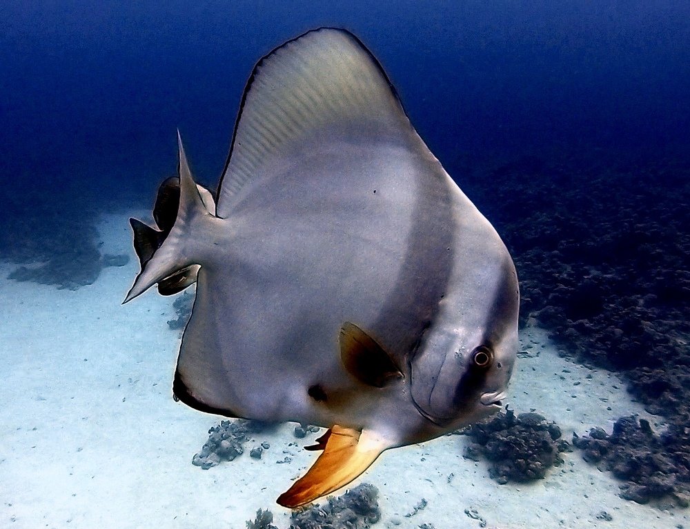 Batfish