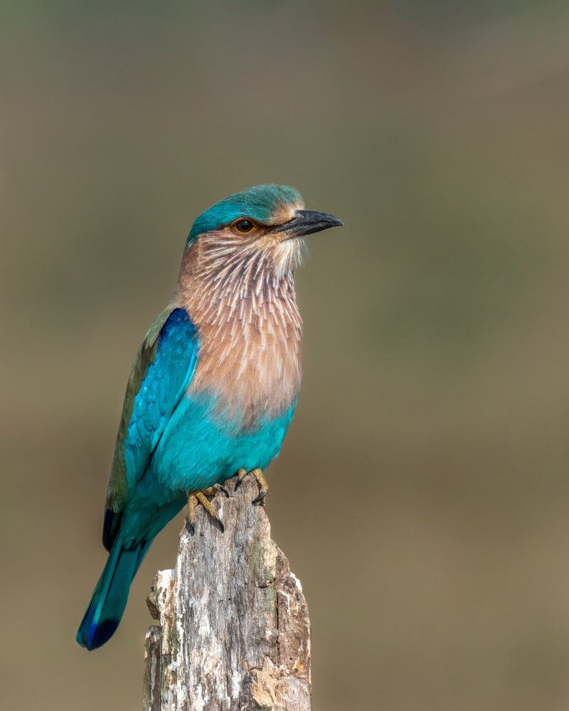 Indian Roller