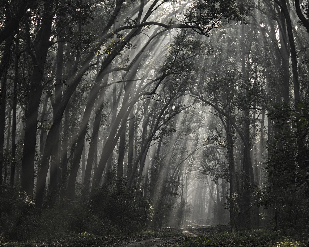 Photograph by Preet saluja