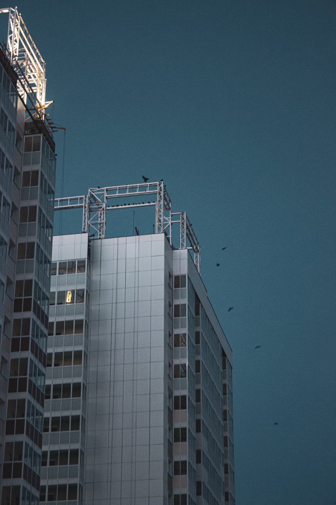 Птицы небоскреба