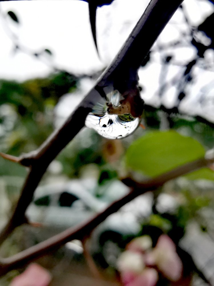 Water drop