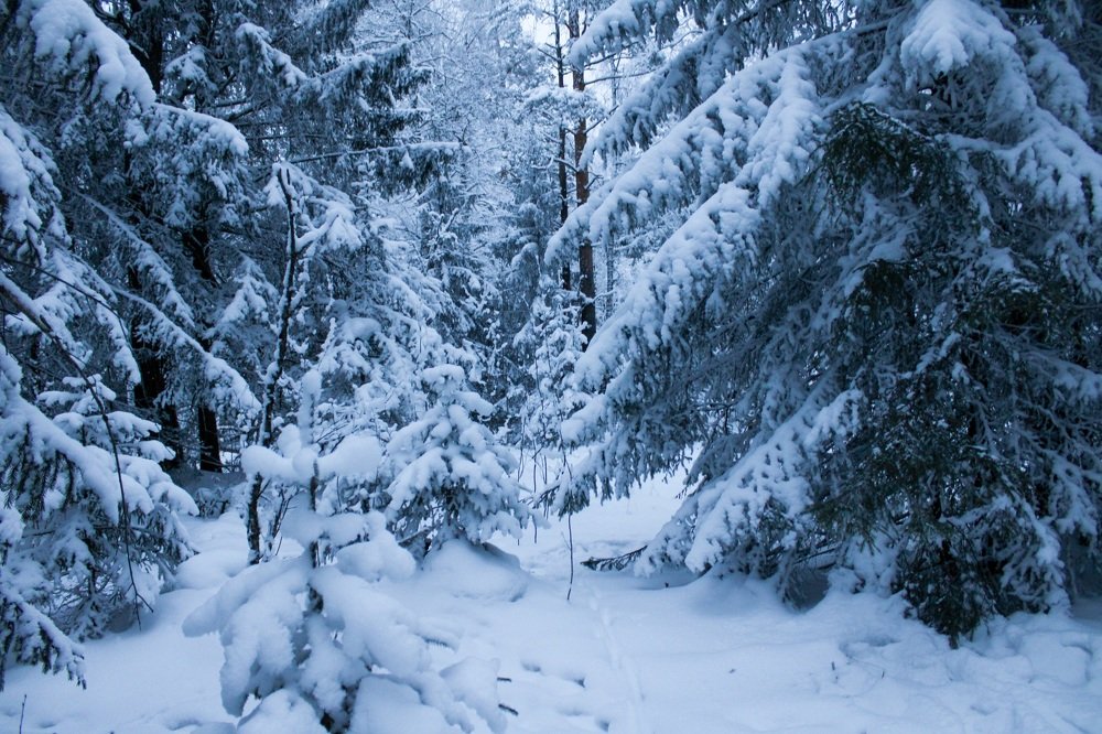 Photograph by Елена Водолеева