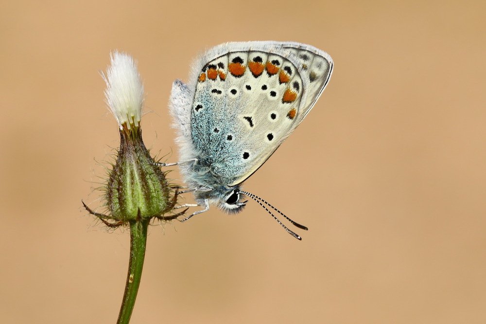 Common Blue