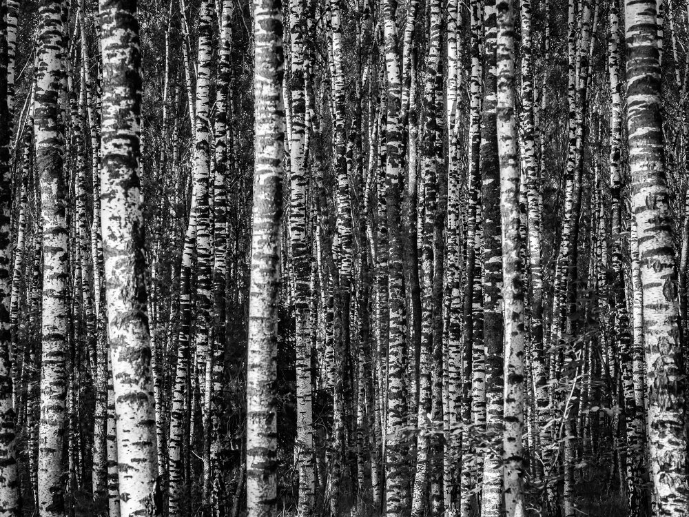 Photograph by Sergey