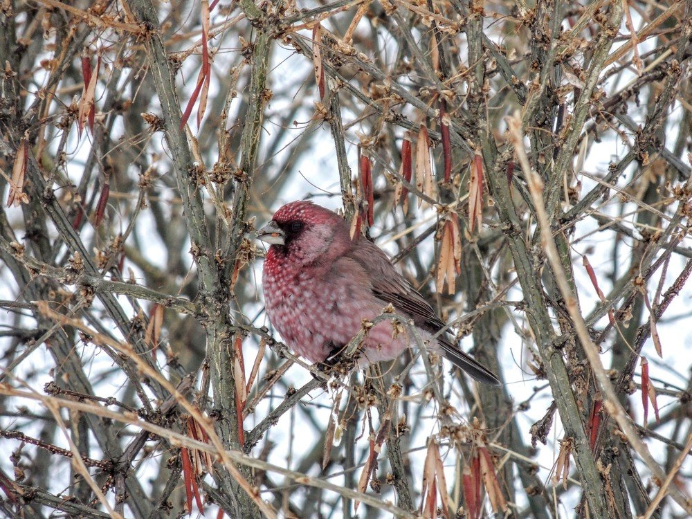 Сибирский попугай