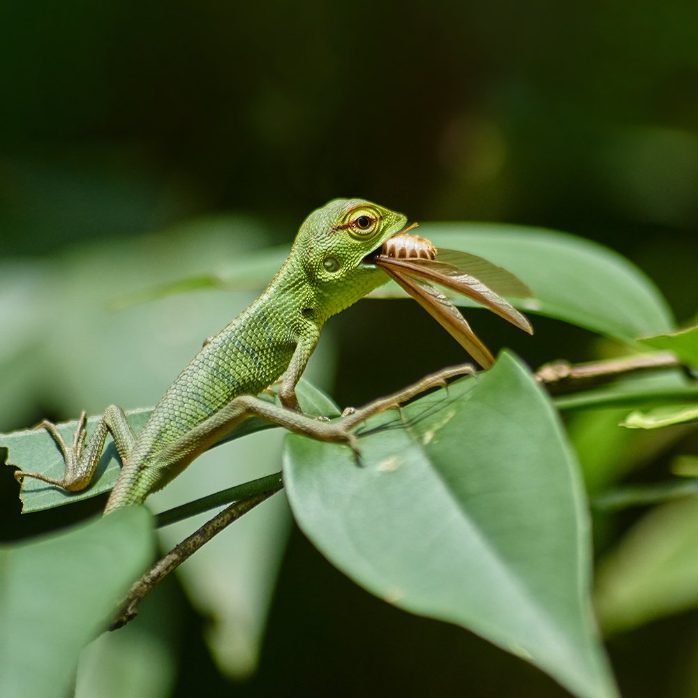 Lizards in Sri Lanka