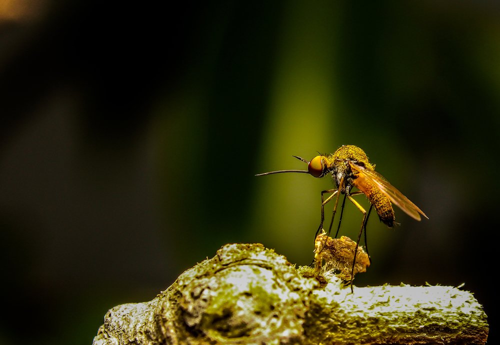 Photograph by Yusuf Buchari