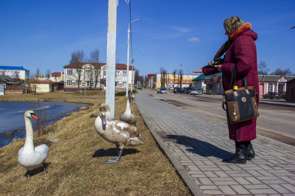 лебеди выходят на улицу города