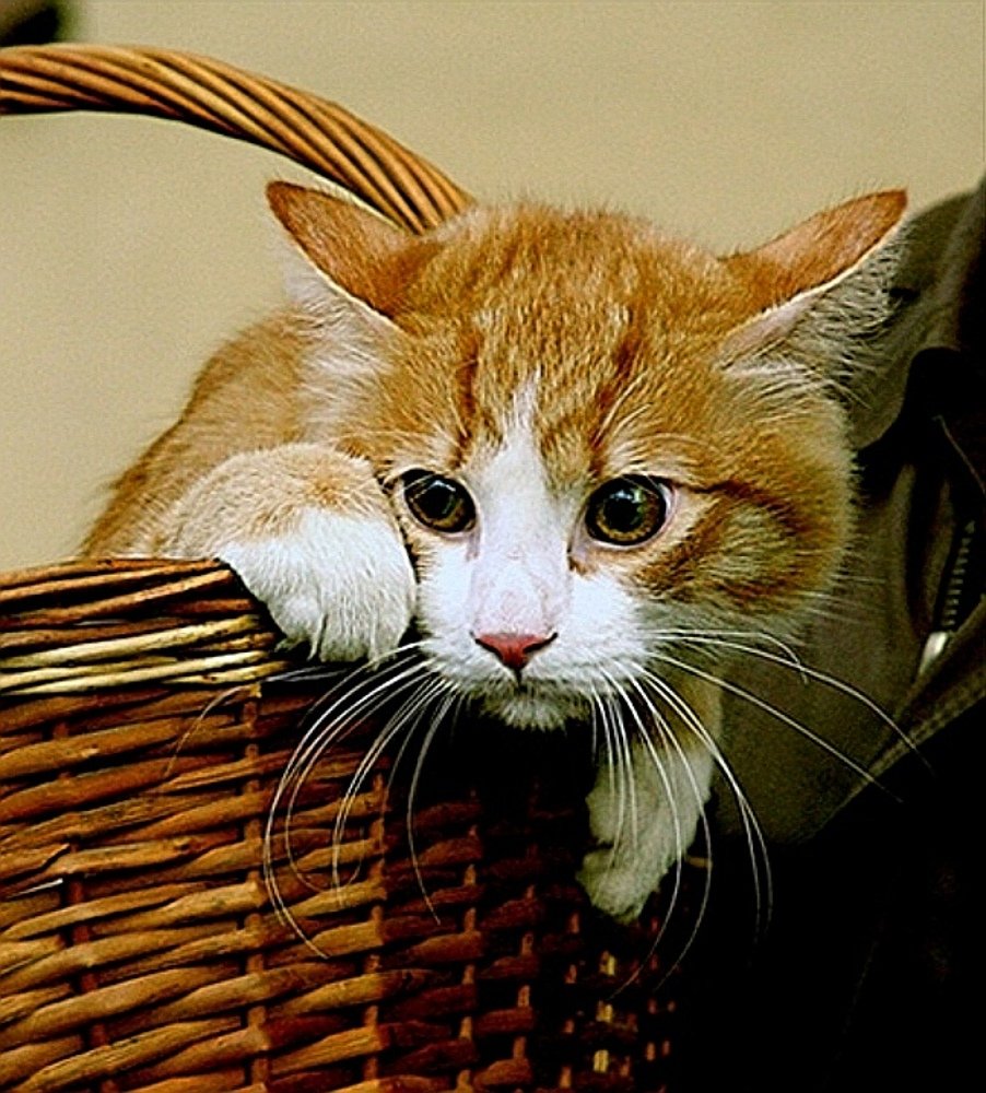 Photograph by Николай Шумилов