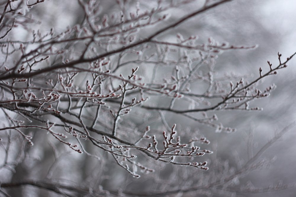 Photograph by Юлия Кривоносова