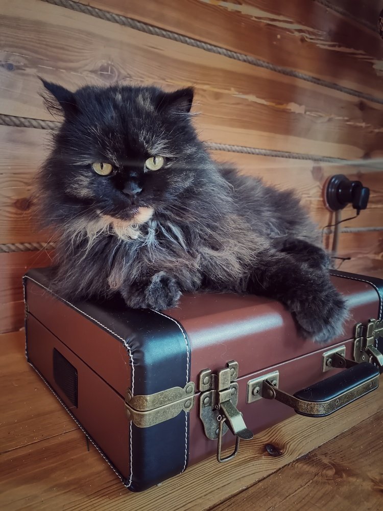 Кошка и патефон