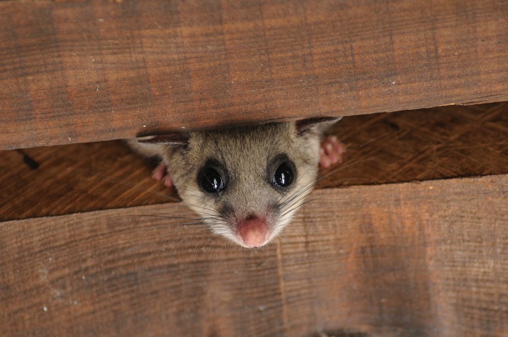Dormouse