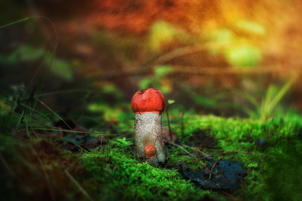 Подосиновички