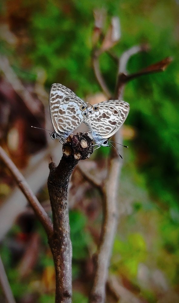 Фотография автора Parag Purkar