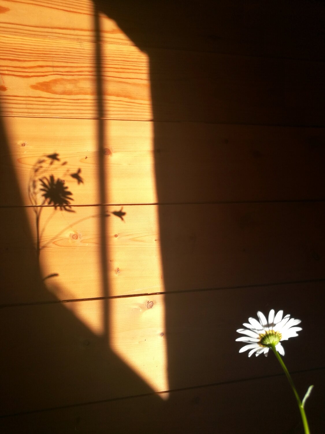 Photo #5465671