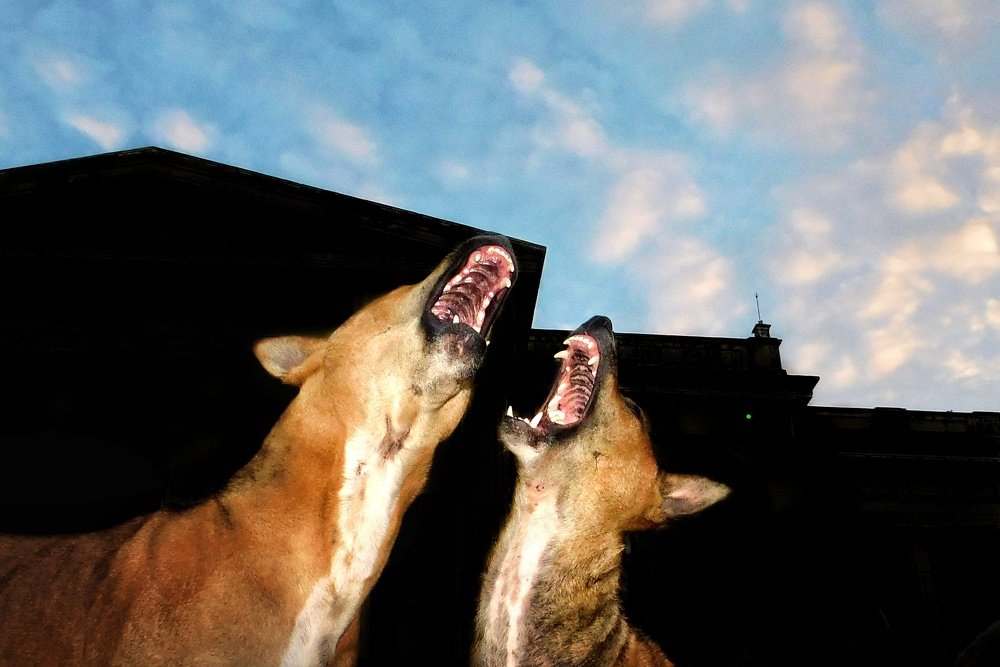 Photograph by Saha Jagannath