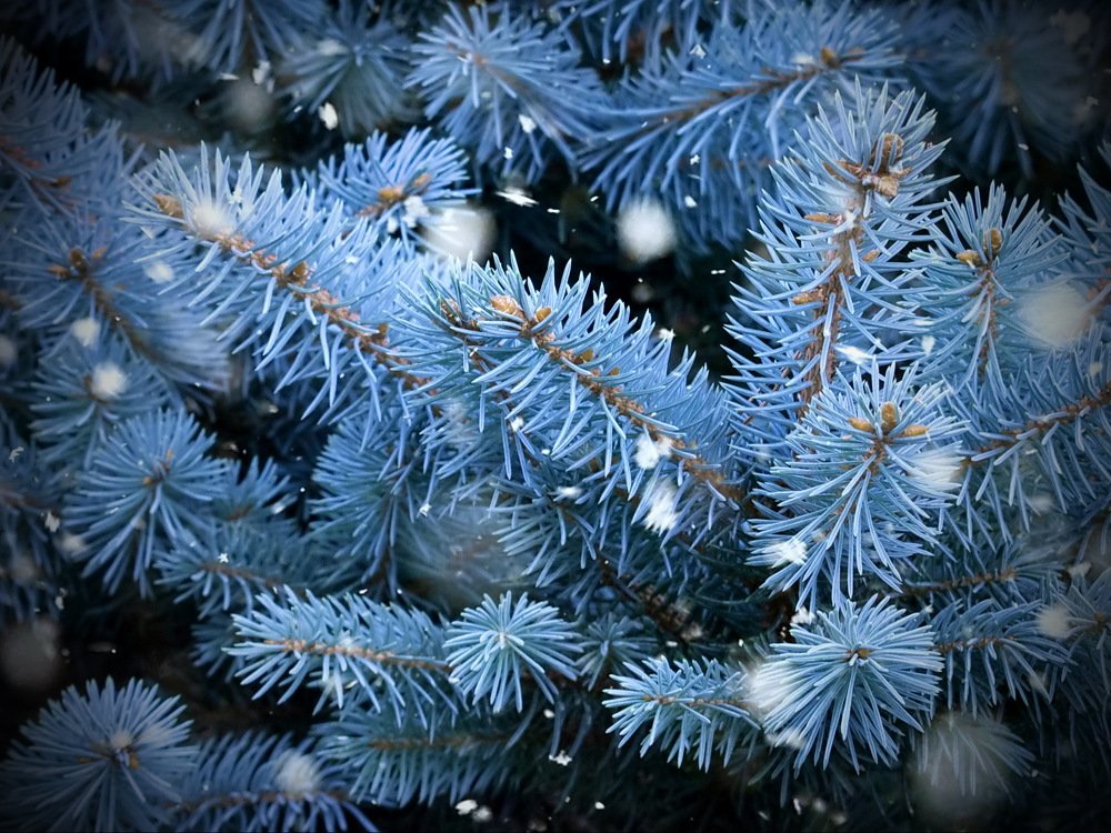 Фотография автора Razgulyaev Aleksandr