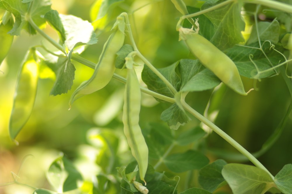 Photograph by Галина Киселёва