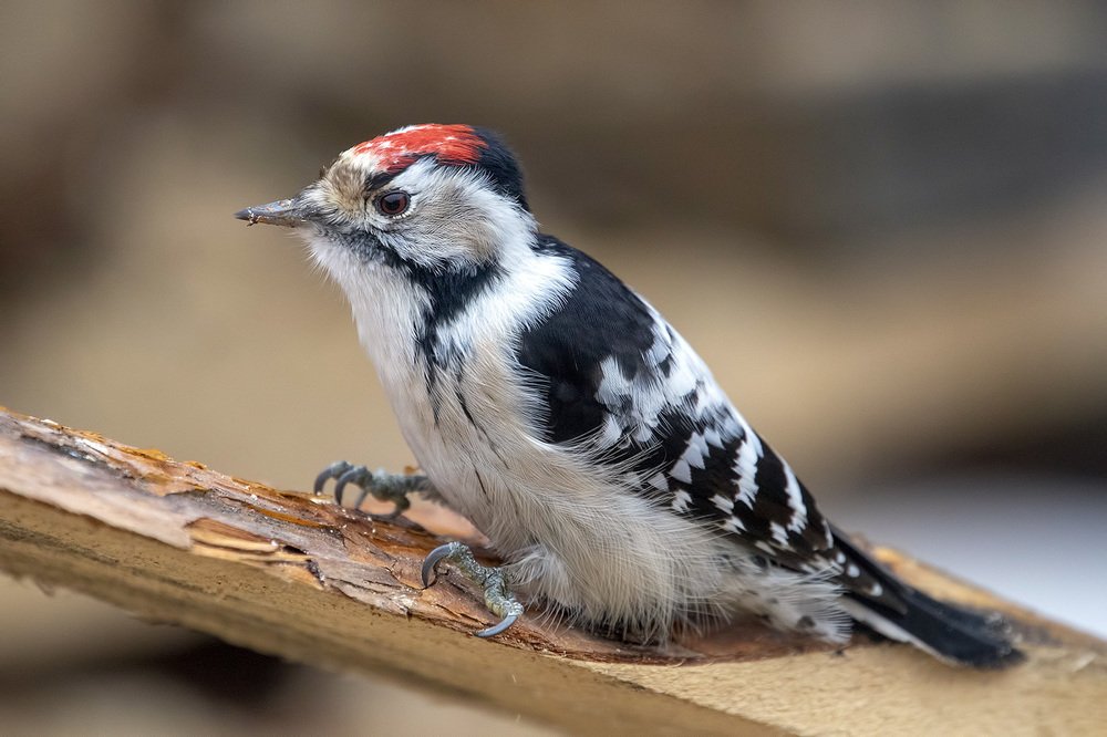 Photograph by Владимир Письмак