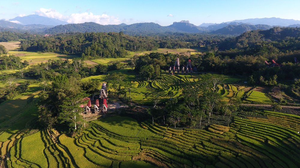 Rice Fields & Toraja Houses