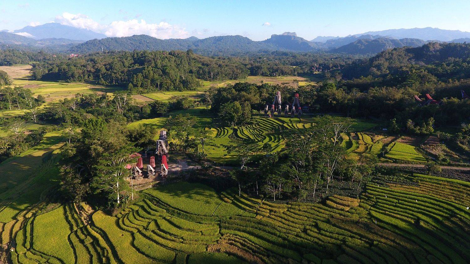 Rice Fields & Toraja Houses