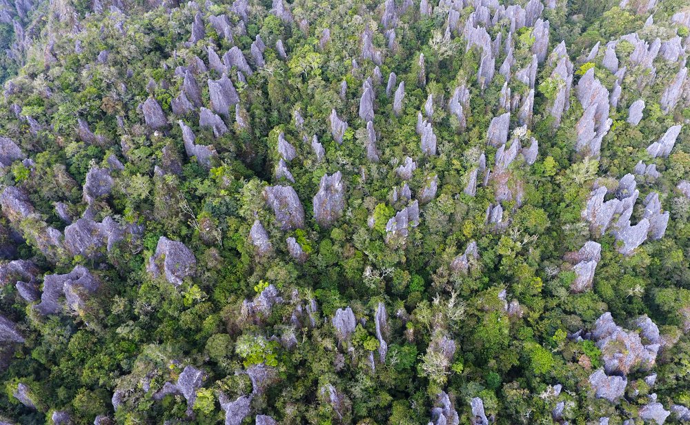 Karst Forest