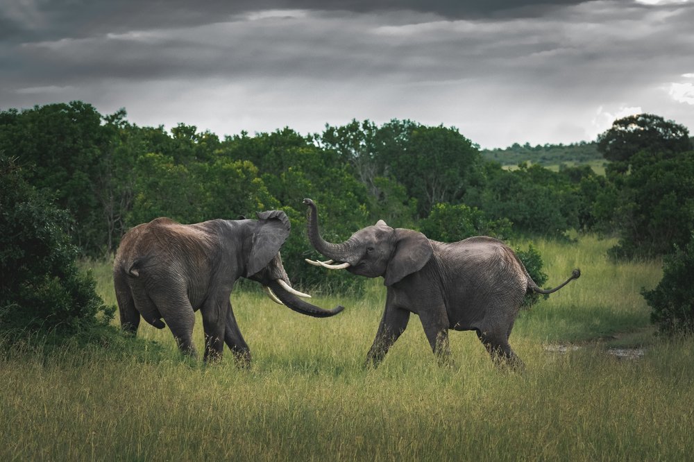 Однажды в Масаи Мара/Once upon a time in the Maasai Mara