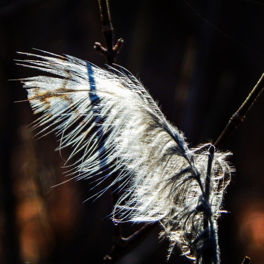 Feathers appear when Angels are near