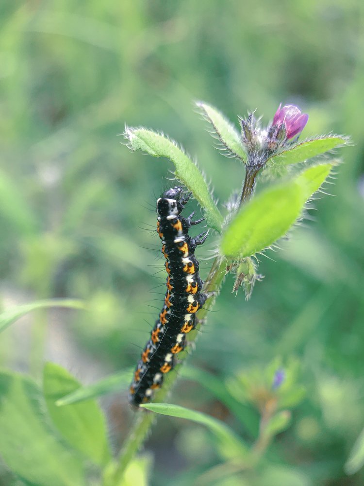 Photograph by Saeed Sadeghi