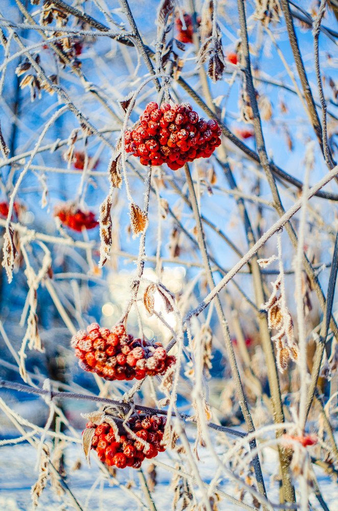 МС Гелиос 77м4