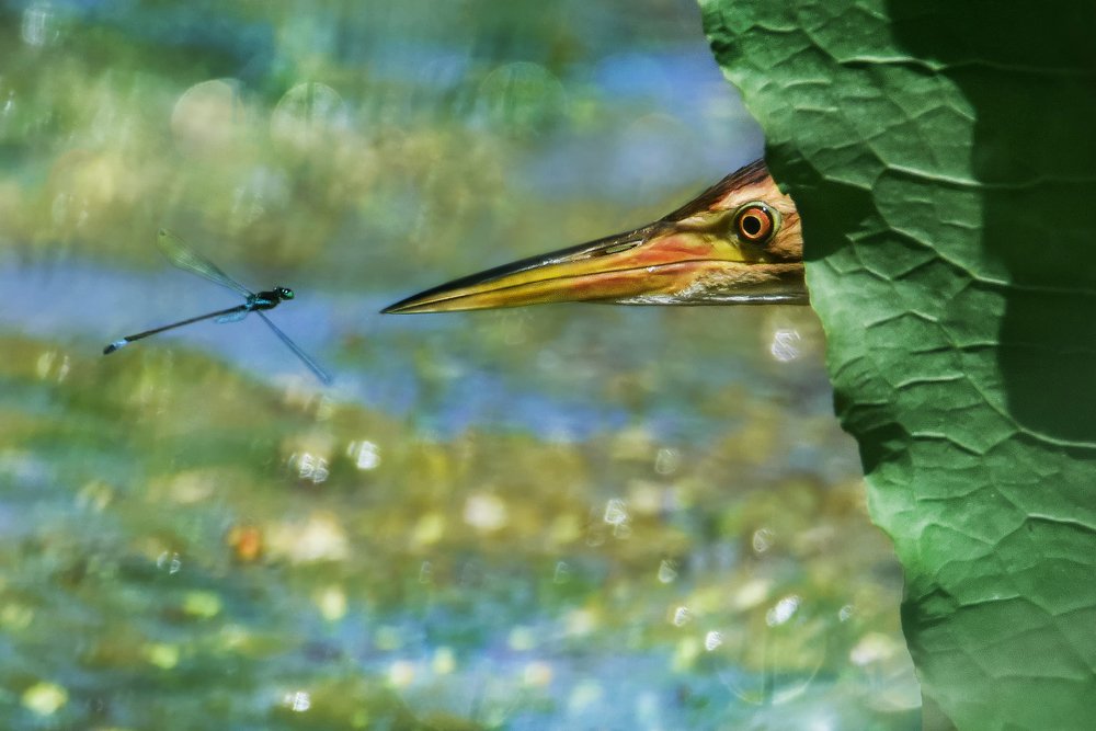 Photograph by Чернобай Анна