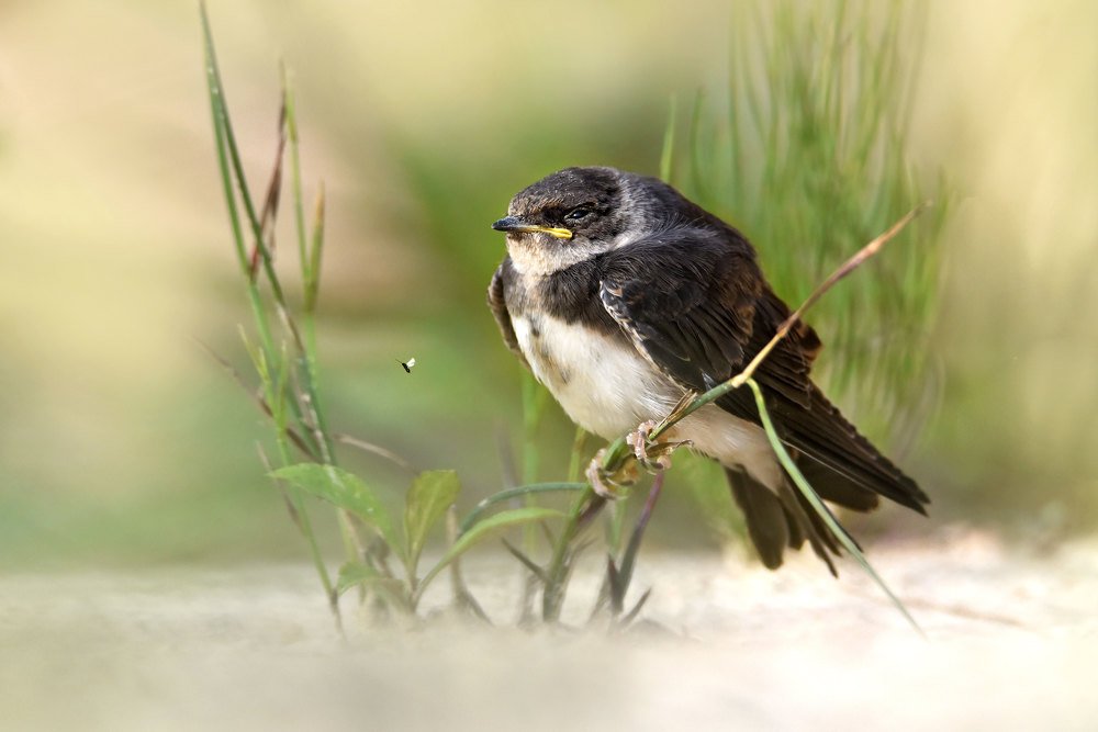 Photograph by Чернобай Анна