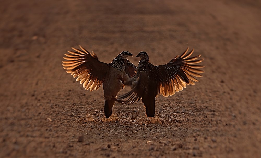 Fighting Crested Francolin's