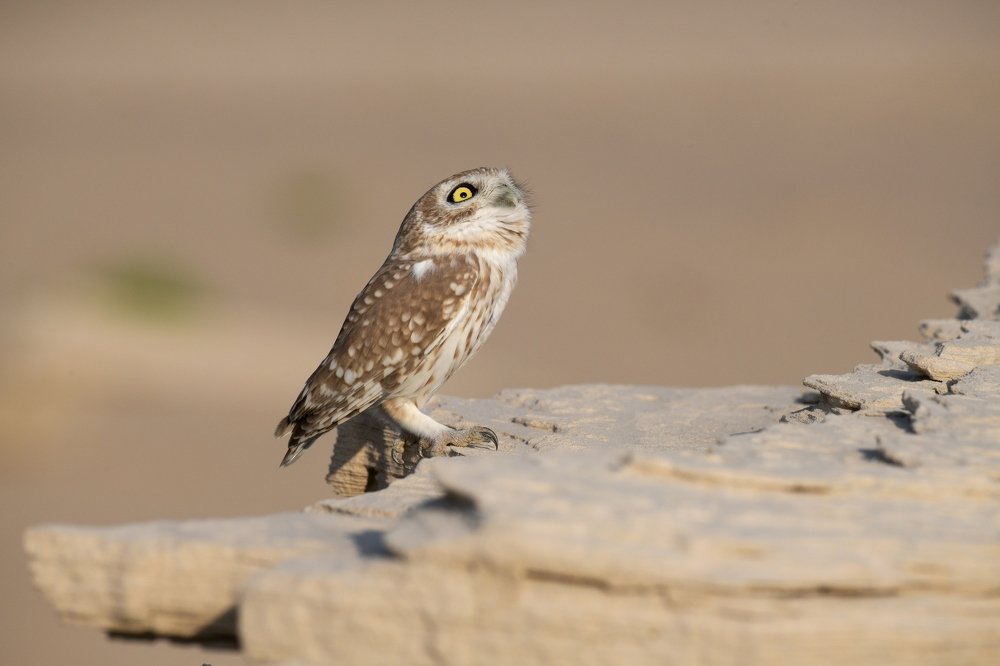 Photograph by Mukund Kumar
