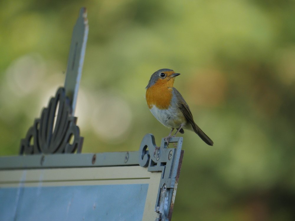 Photograph by Борис Раба