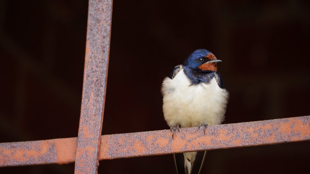 Photograph by Борис Раба