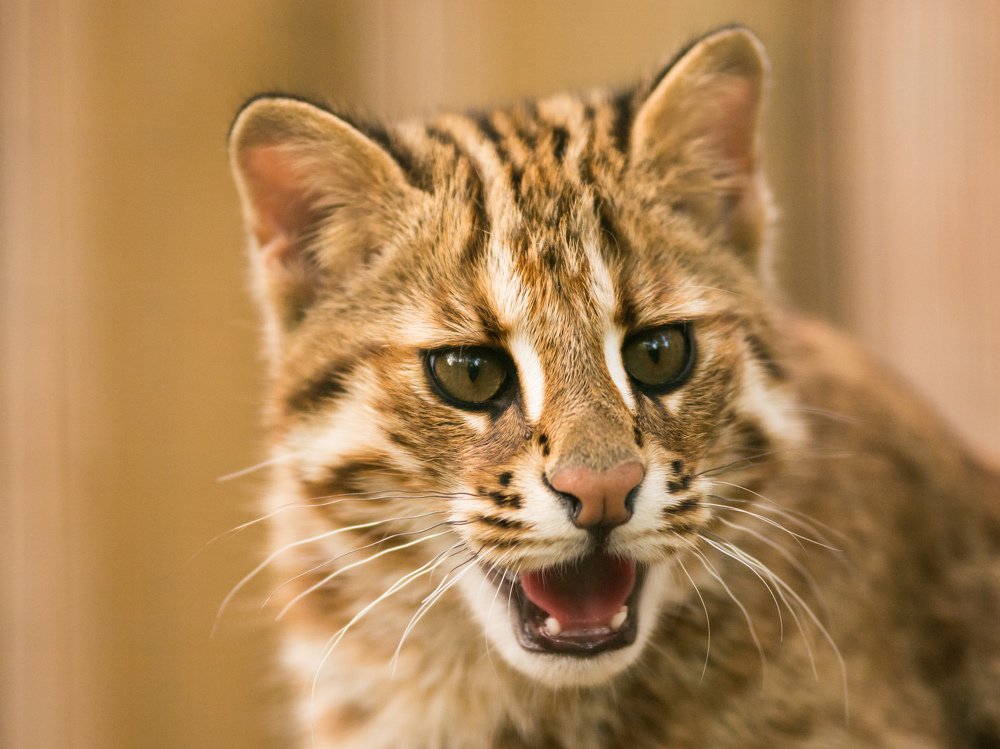 Глаза амурского дикого котенка.