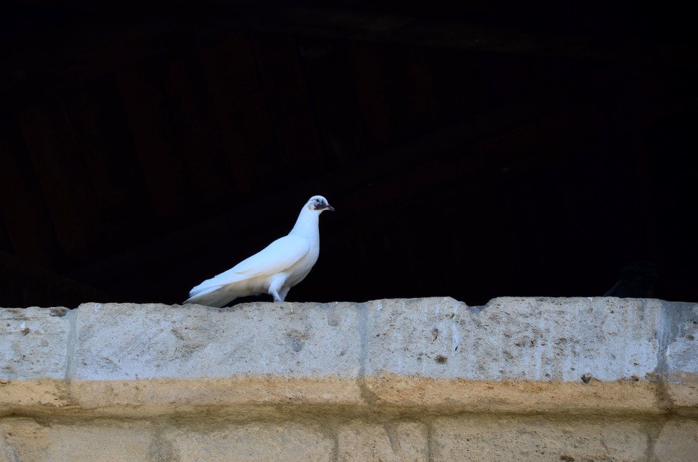 Белая мечта