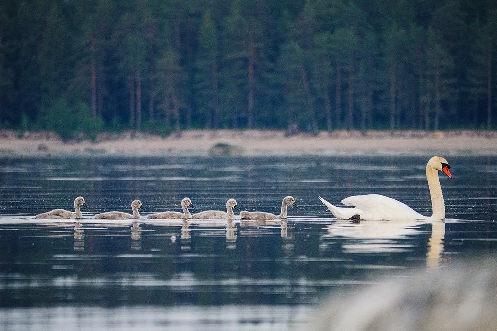 Photograph by Борис Раба