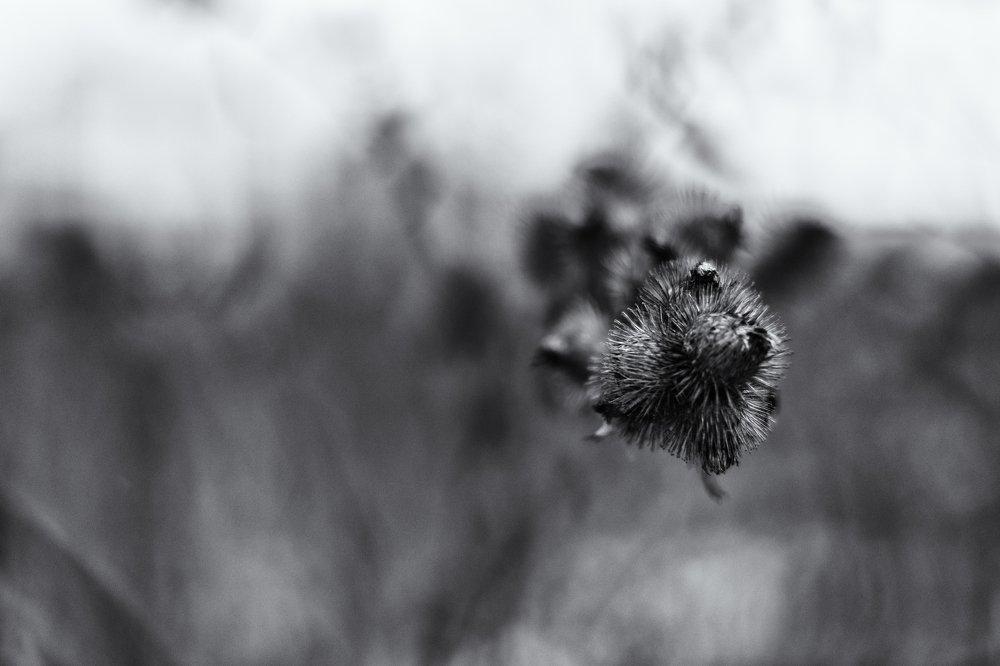 Photograph by Александра Стрелец