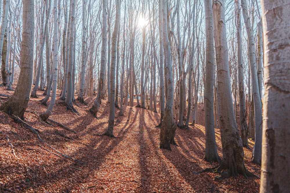 Photograph by Viktoria Todorova Angelova