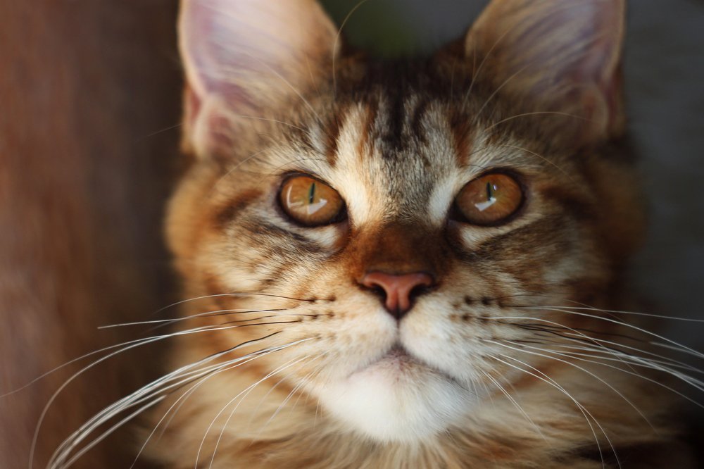 Photograph by Инга Стрижаченко