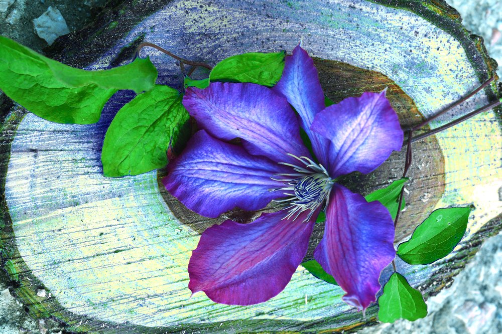 Photograph by Муза Латинская