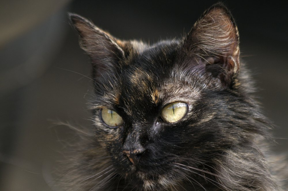 Photograph by Carla Salanova