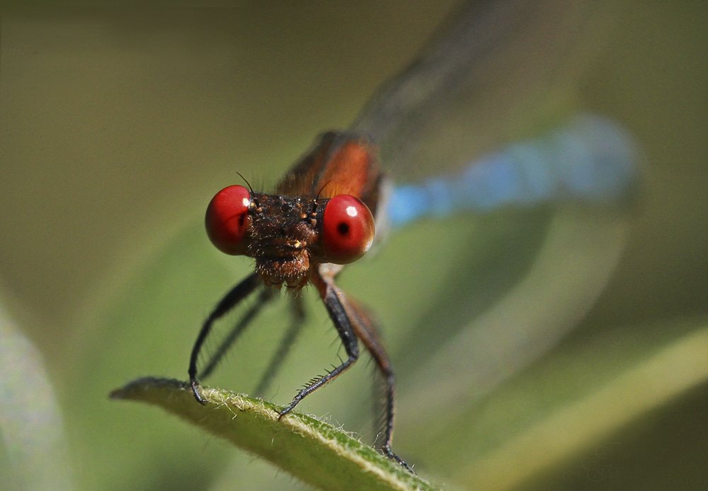 Фотография автора Marina