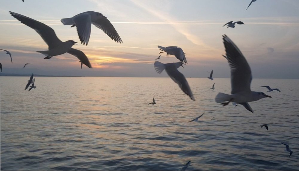 Чайки над морем.