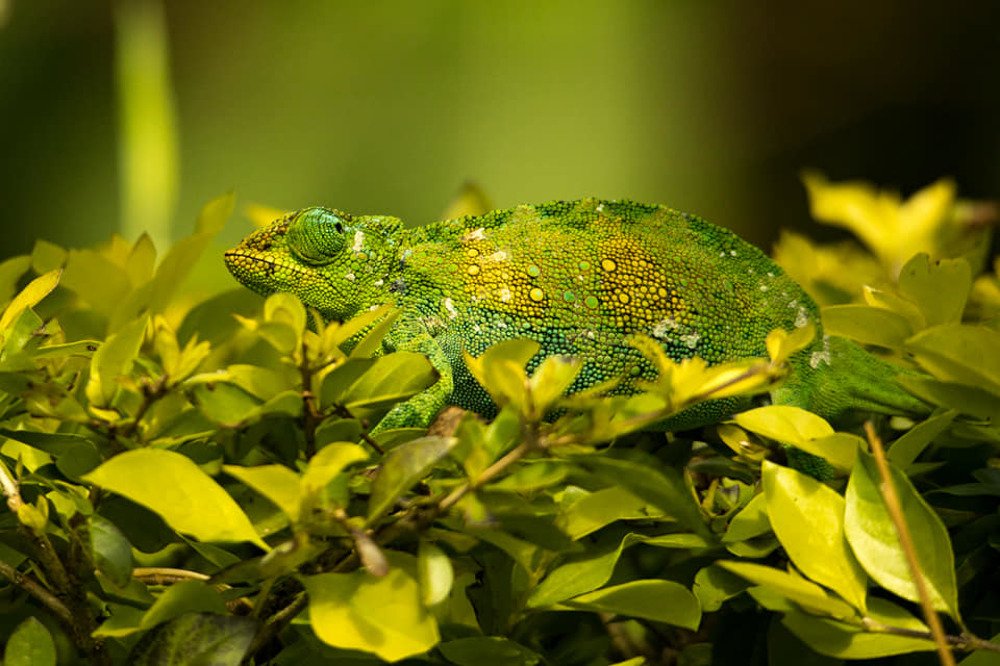 Photograph by Somdev Sen