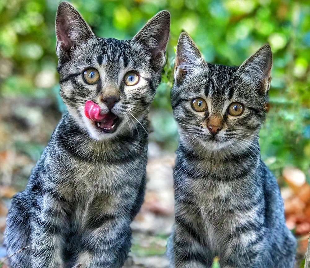 Фотография автора Hamidreza Saedi