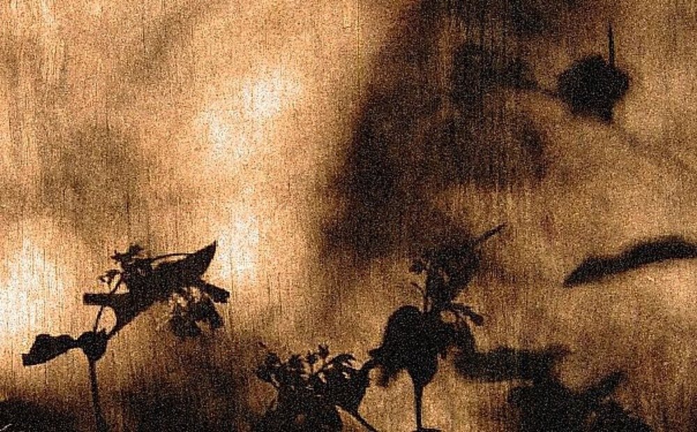 Shadow of the nettle