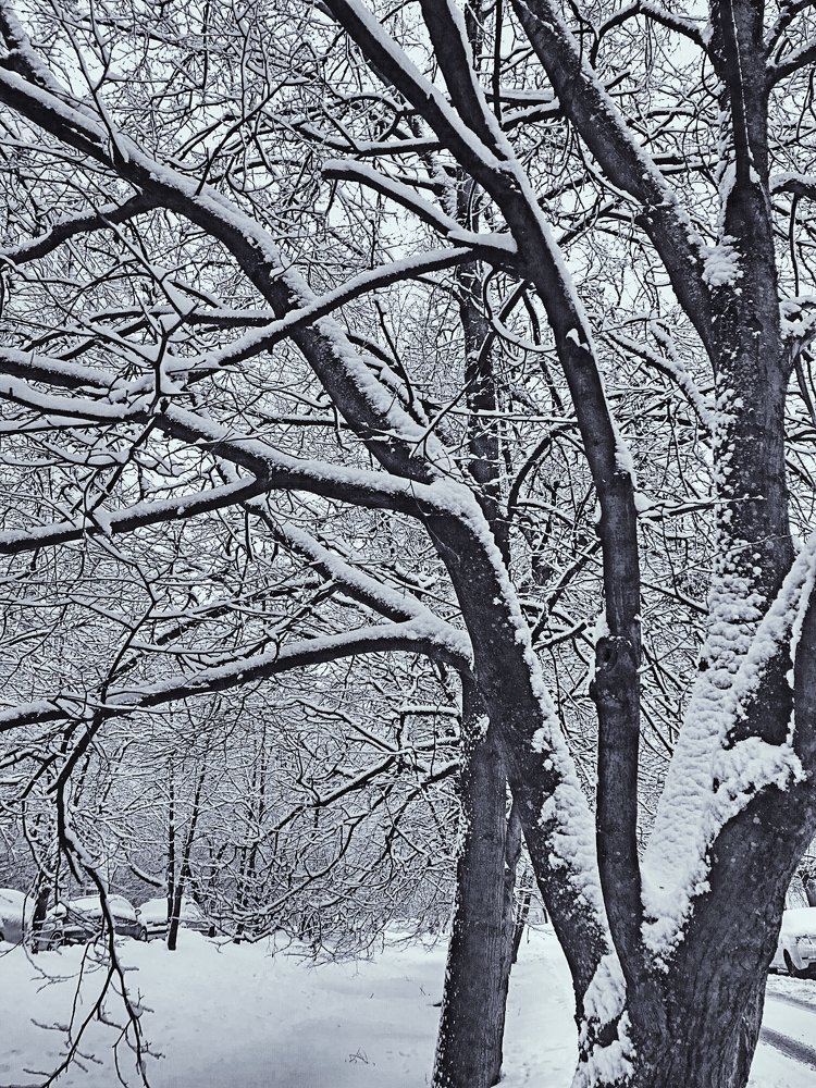 Snow on the trees
